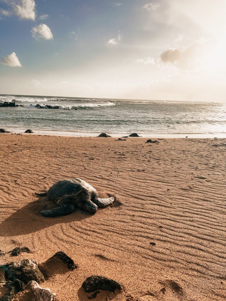 sea turtle at sunset at poipu beach