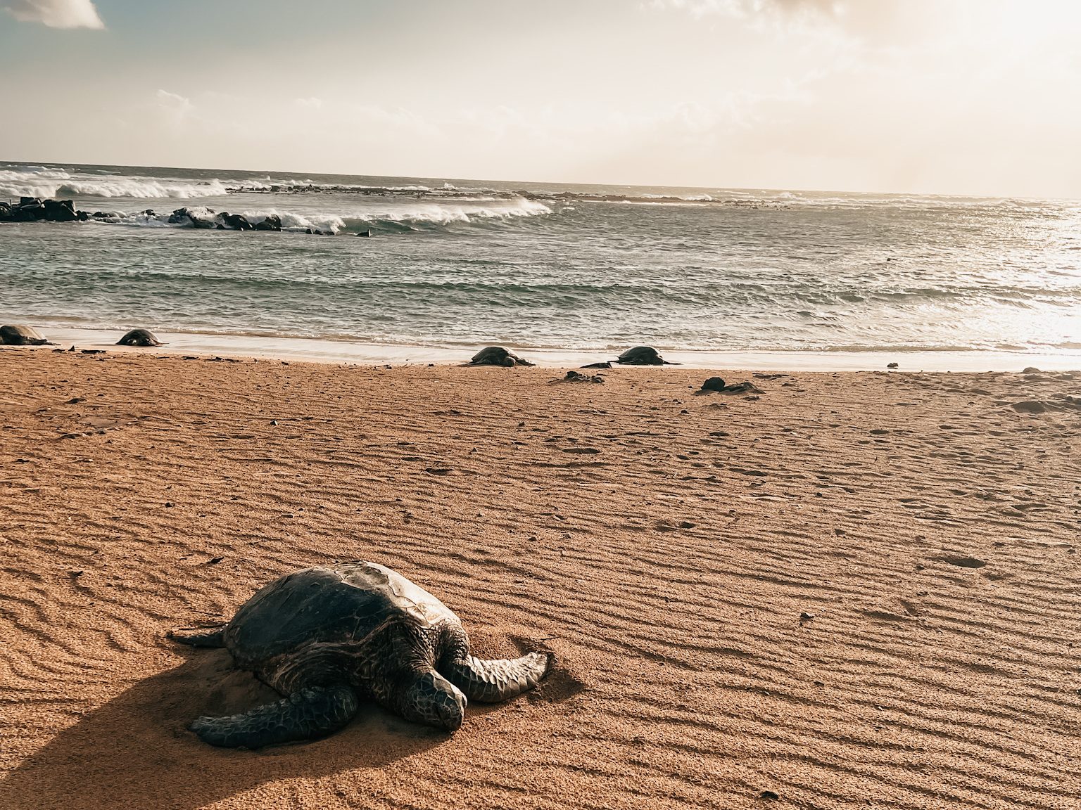 sea turtles at Poipu Beach