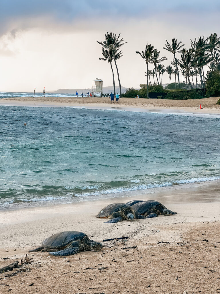 sea turtles at Poipu beach