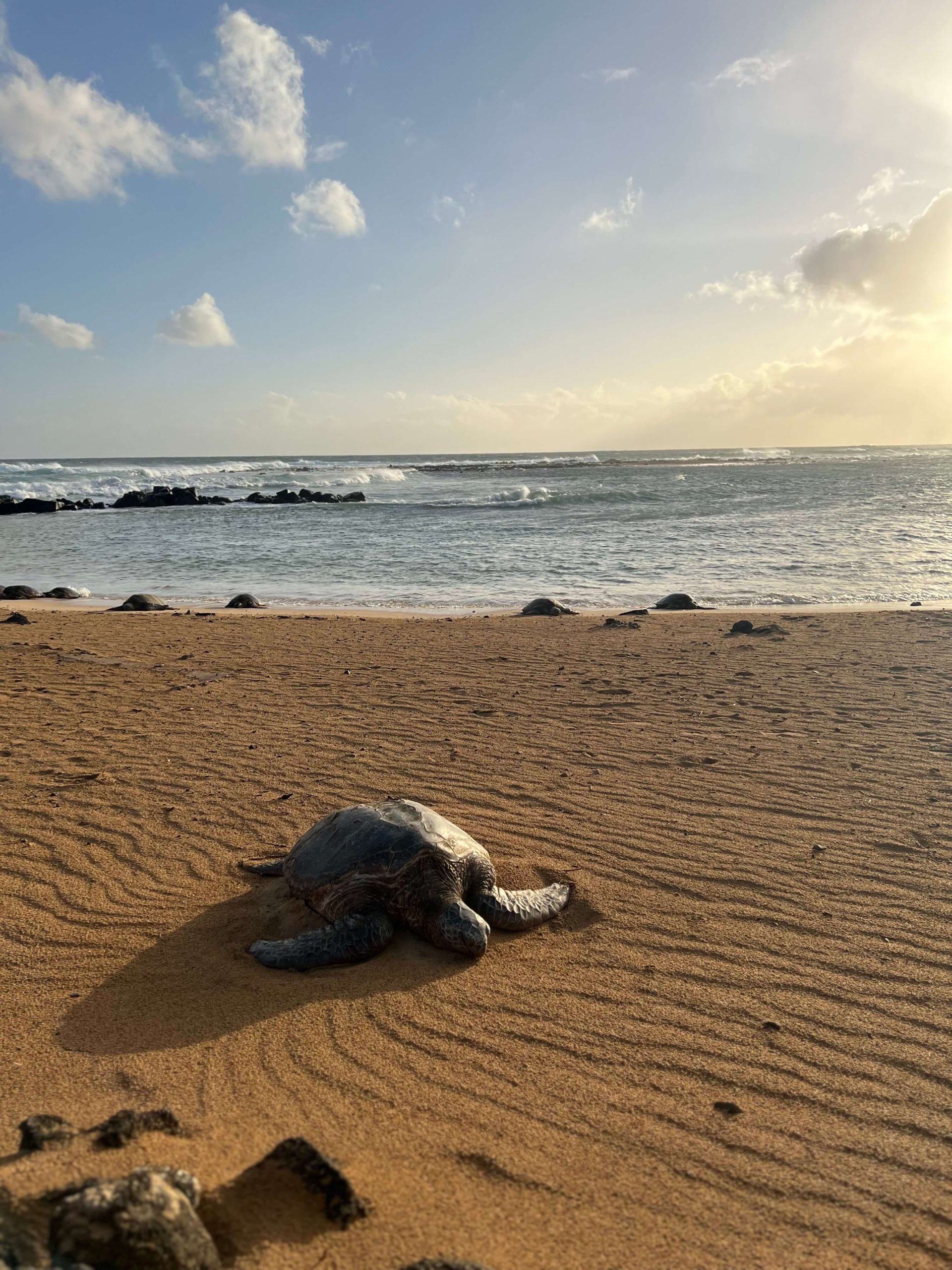 large sea turtle on the beach in Kaui